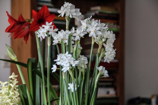 Narcissus paperwhite 'Ziva'