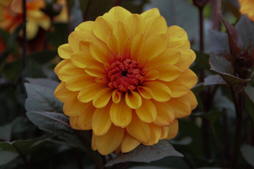 Dahlia 'David Howard' - Afbeelding 3