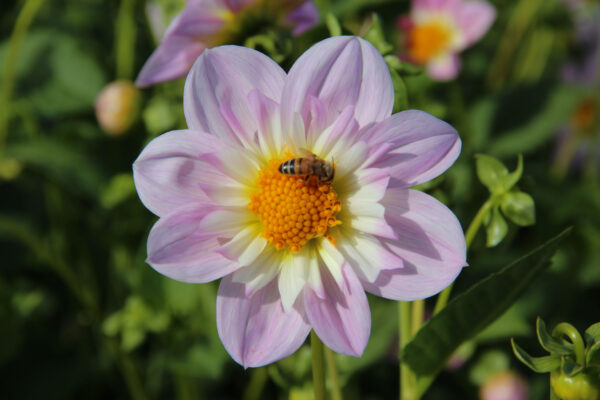 Dahlia 'Teesbrook Audrey'