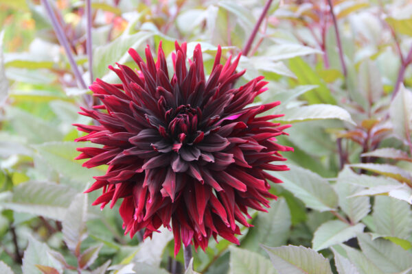 Dahlia 'Black Jack'