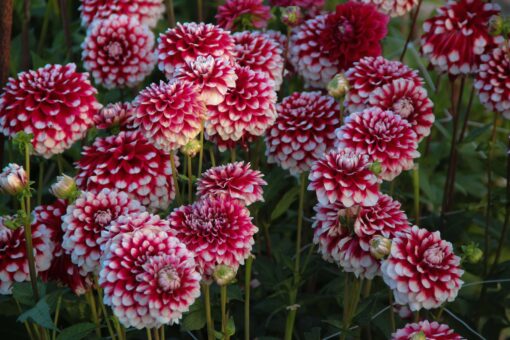 Dahlia 'Checkers' - Afbeelding 3