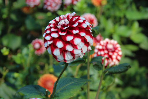 Dahlia 'Checkers'