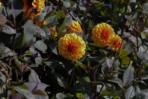 Dahlia 'David Howard' - Afbeelding 2