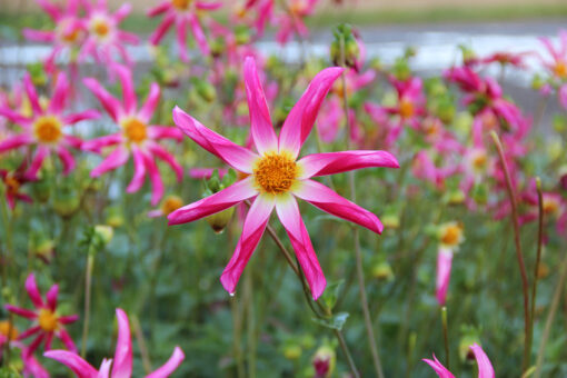 Dahlia 'Honka Pink'