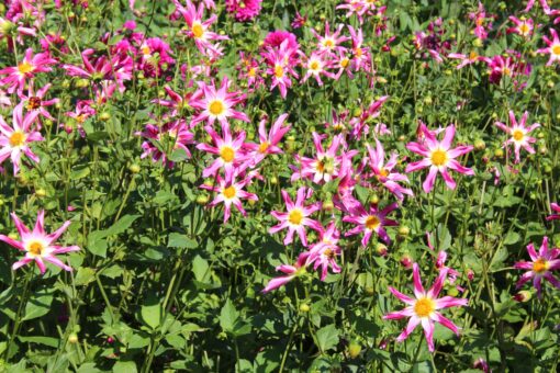 Dahlia 'Honka Pink' - Afbeelding 2