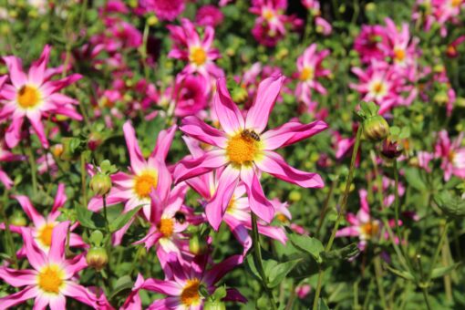 Dahlia 'Honka Pink' - Afbeelding 3