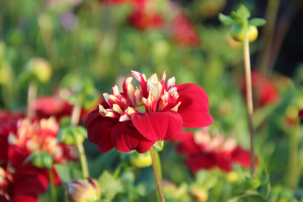 Dahlia 'Impression Festivo'