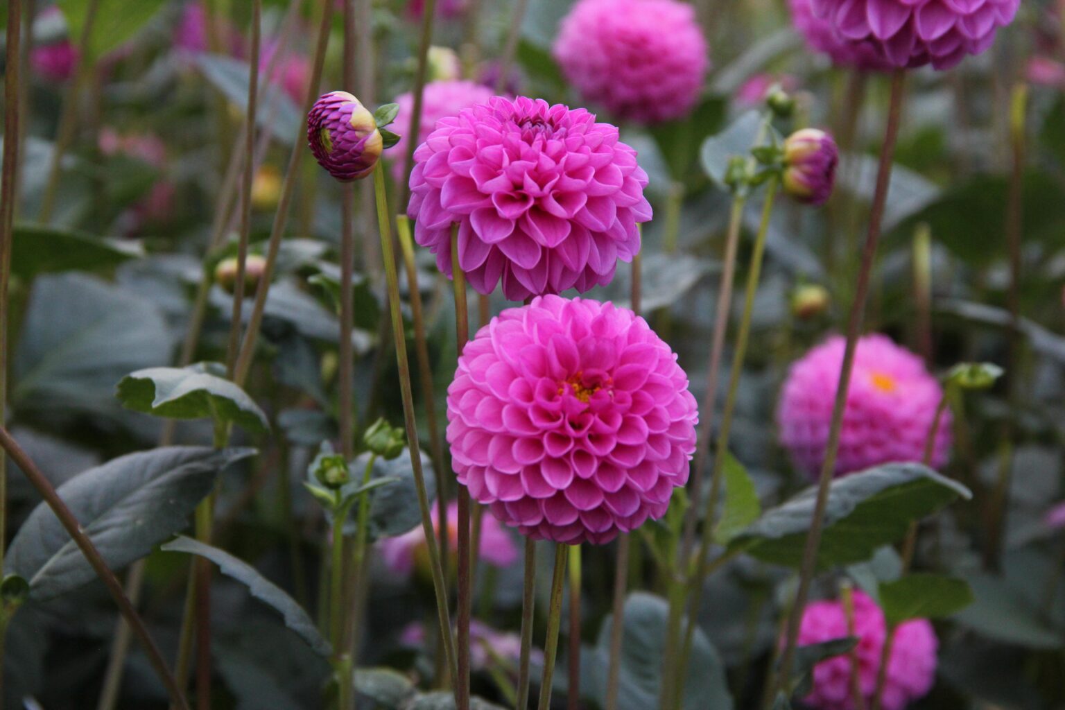 Dahlia ‘Jan van Schaffelaar’ Meeuwissen Voorhout Bloembollen