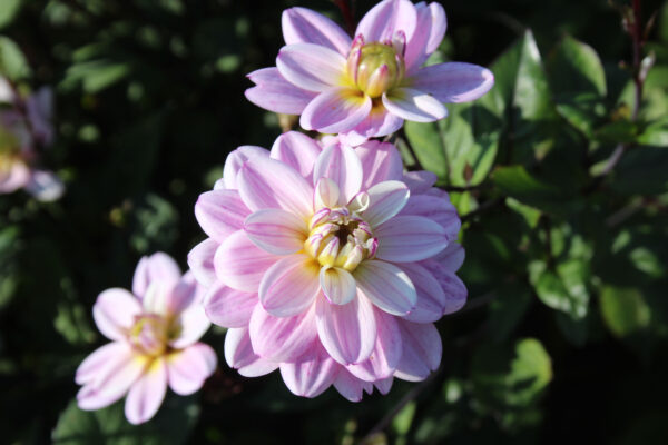 Dahlia 'Pacific Jewel'