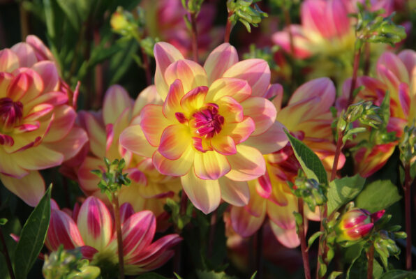Dahlia 'Pacific Ocean'
