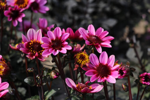 Dahlia 'Pretty Woman'