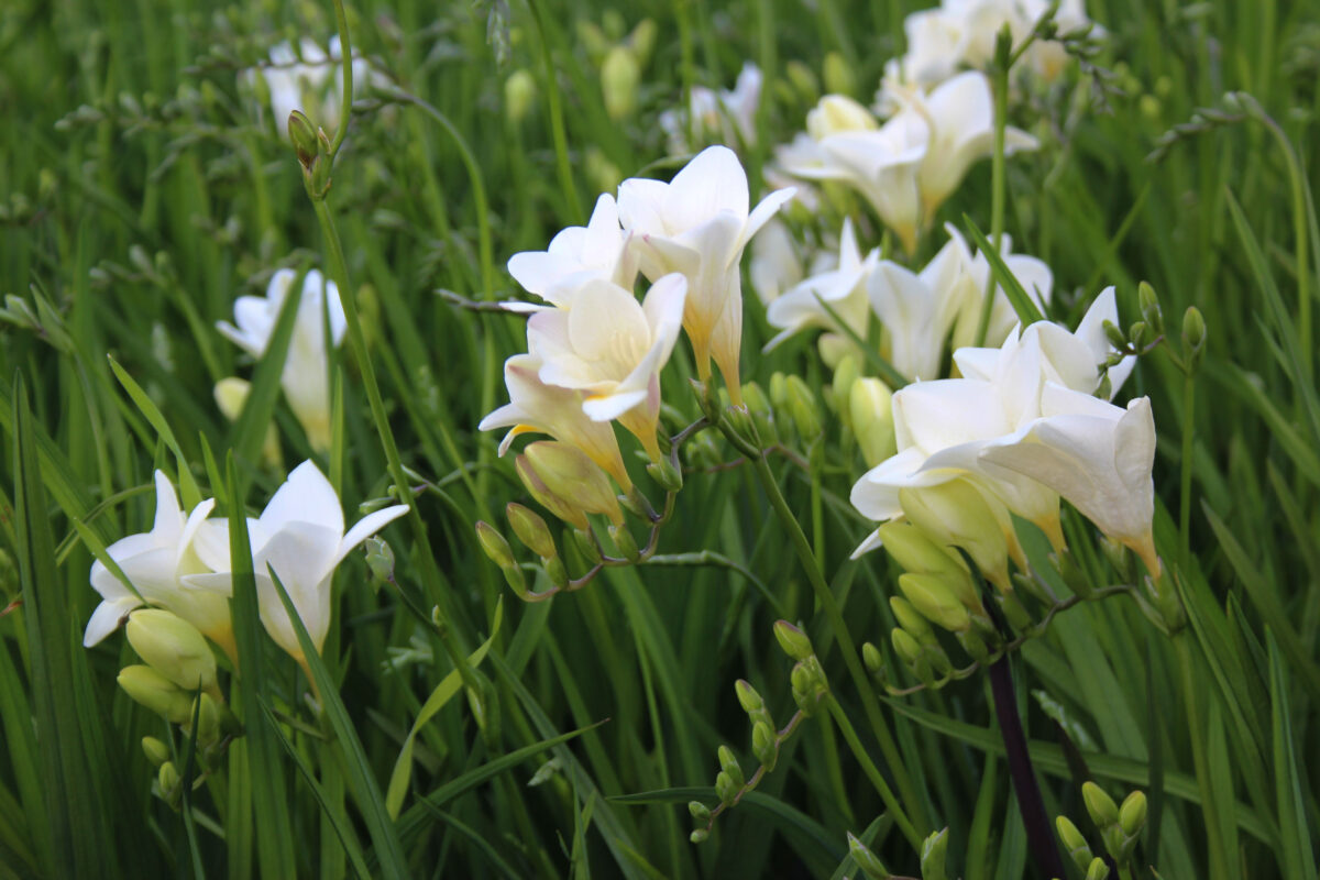 De Geur Van Witte Fresia's