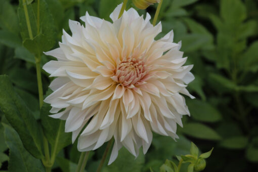 Dahlia 'Café au Lait'