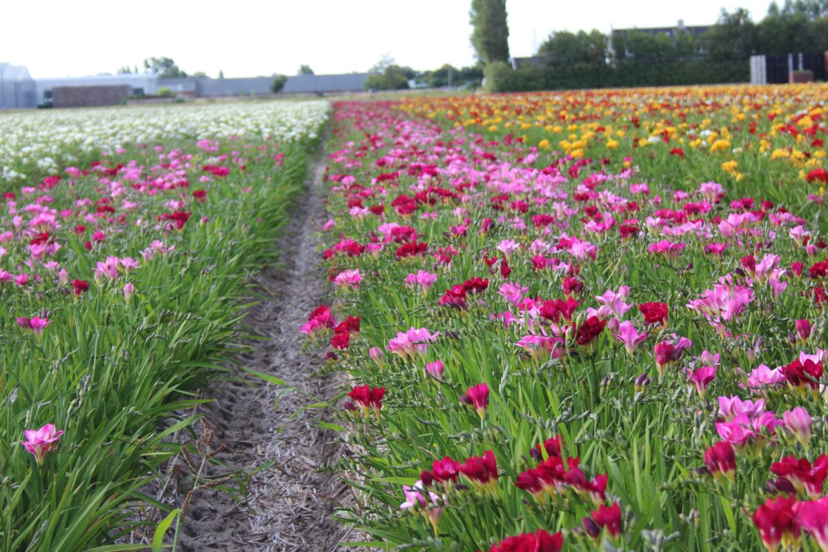 Freesia enkel 3 kleuren gemengd wit, roze en rood. – Meeuwissen