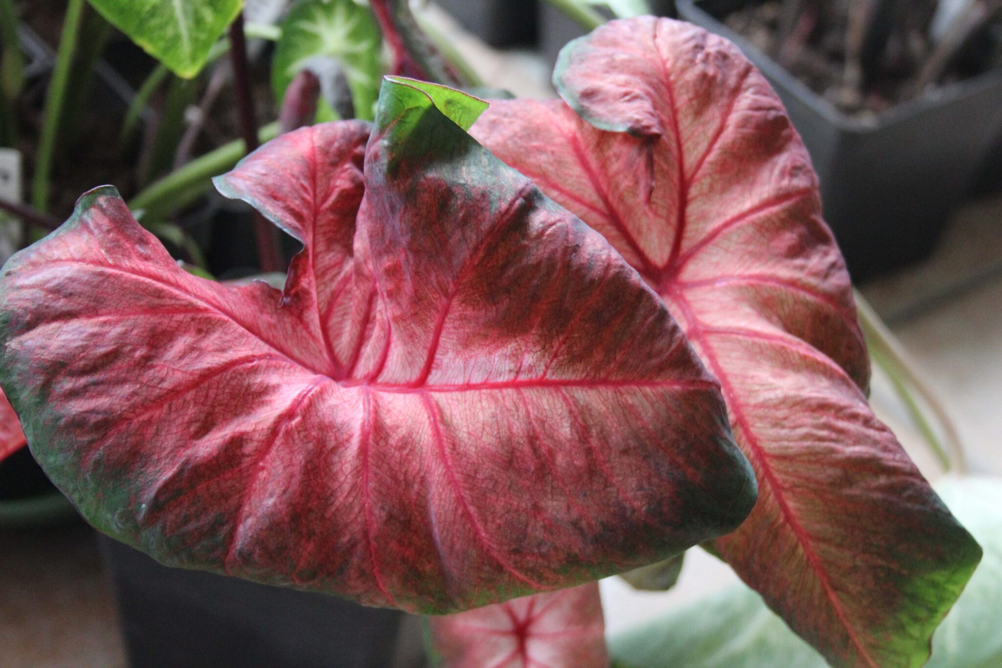 Caladium ‘Royal Flush’ – Meeuwissen Voorhout – Bloembollen – Specialist 