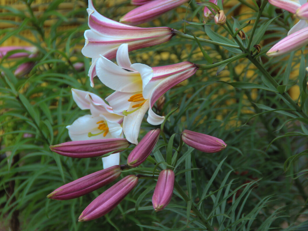 Lilium regale Meeuwissen Voorhout Flower bulbs Specialist in daffodils and wild tulips
