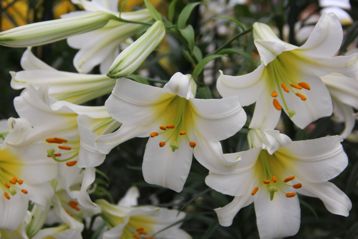 Lilium Regale ‘album’ – Meeuwissen Voorhout – Flower Bulbs – Specialist 