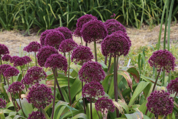Allium 'Ostara'