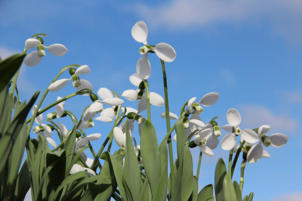 Galanthus elwesii 'Polar Bear'