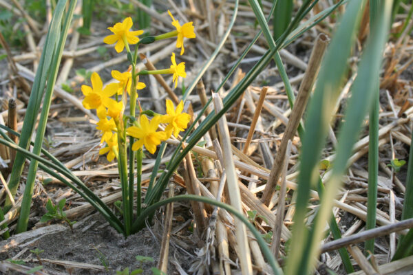 Narcissus willkommii