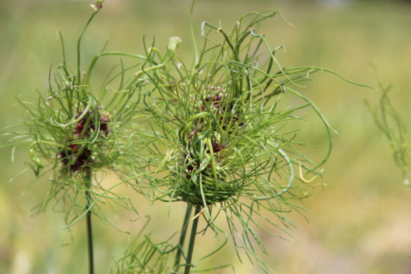 Allium vineale 'Hair'