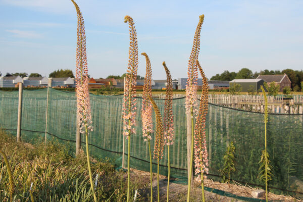 Eremurus x isabellinus 'Romance'