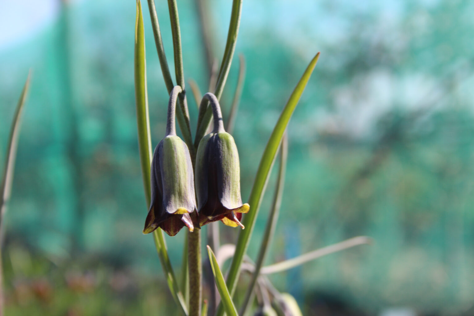 Fritillaria elwesii – Meeuwissen Voorhout – Bloembollen – Specialist in ...