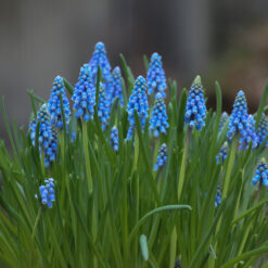Muscari armeniacum