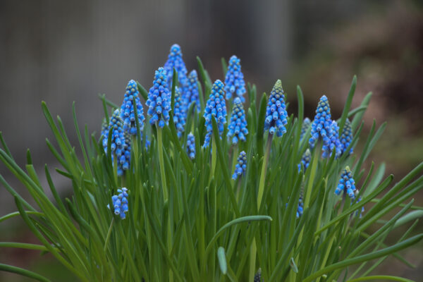 Muscari armeniacum