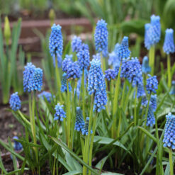 Muscari aucheri 'Blue Magic'