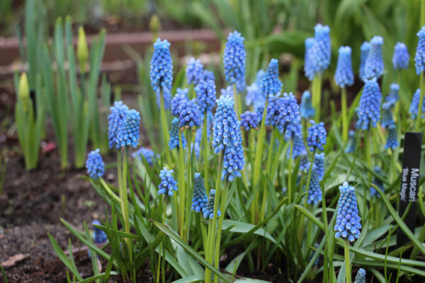 Muscari aucheri 'Blue Magic'