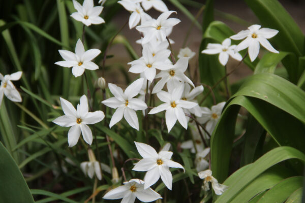 Ipheion 'Alberto Castillo'