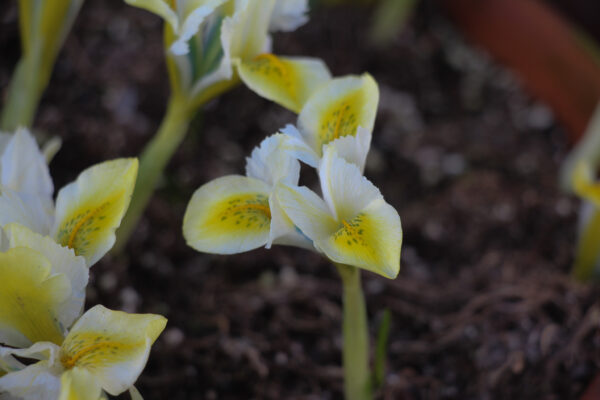 Iris reticulata 'North Star'