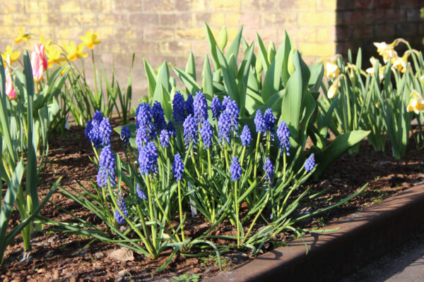 Muscari armeniacum