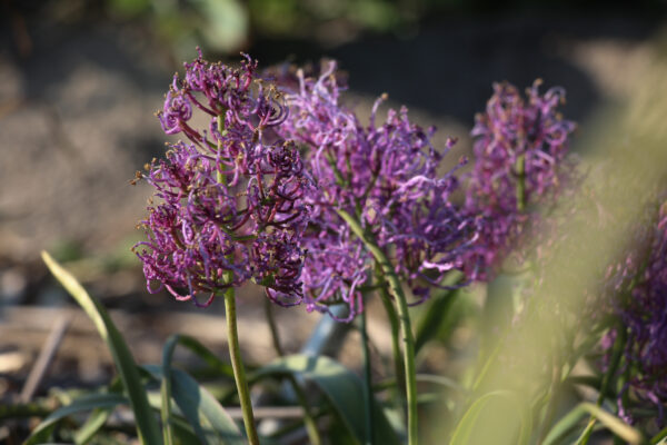 Muscari comosum plumosum