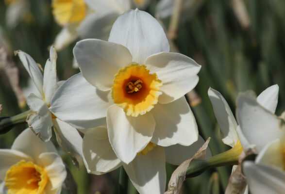 Narcissus 'Suhaili'
