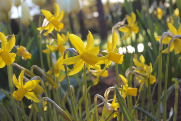 Narcissus 'Tresbelle'