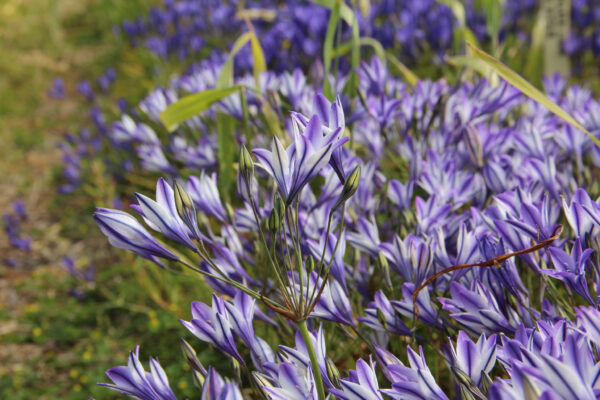 Triteleia laxa 'Rudy'