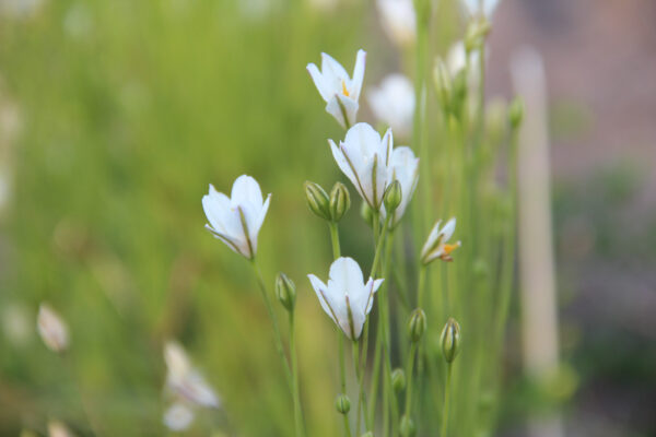 Triteleia laxa 'Silver Queen'