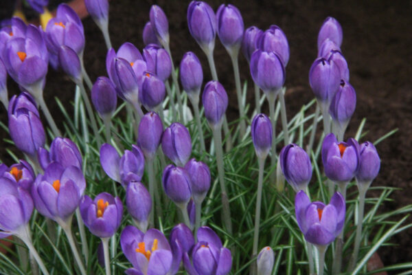 Crocus tommasinanus 'Hummingbird'