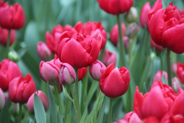 Tulipa 'Estatic'