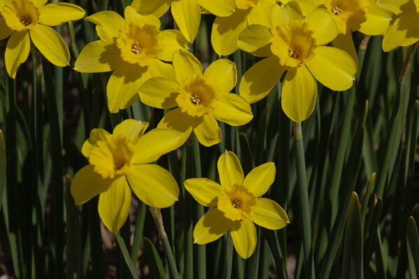 Narcissus 'Piper's Barn'
