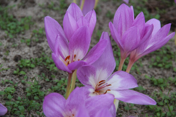 Colchicum 'Giant'