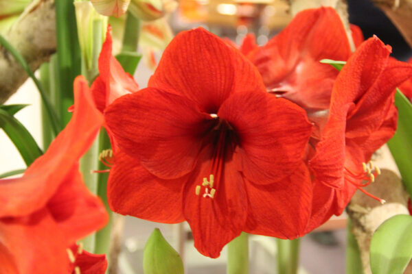 Hippeastrum rood