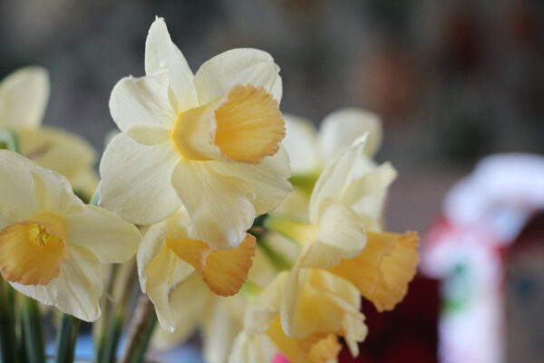 Narcissus 'Waterperry'