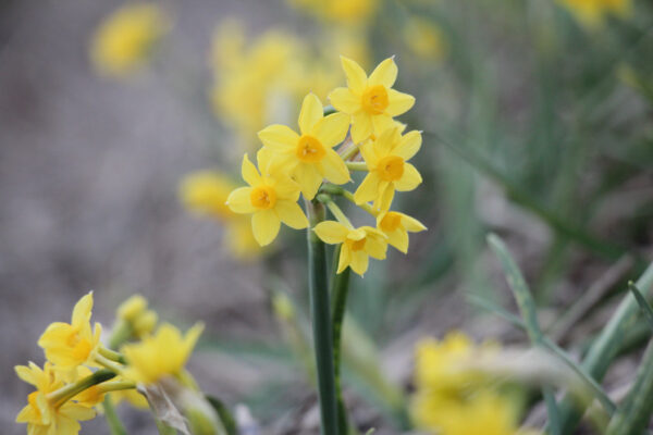 Narcissus aureus ssp. Bertolinii