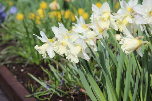 Narcissus 'White Ideal'