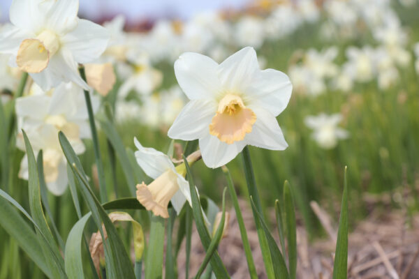 Narcissus 'Lavender Lass'