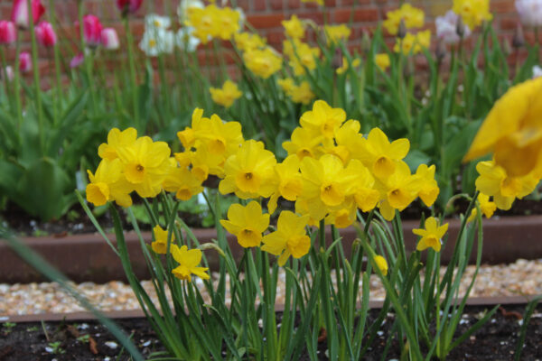 Narcissus 'Flycatcher'