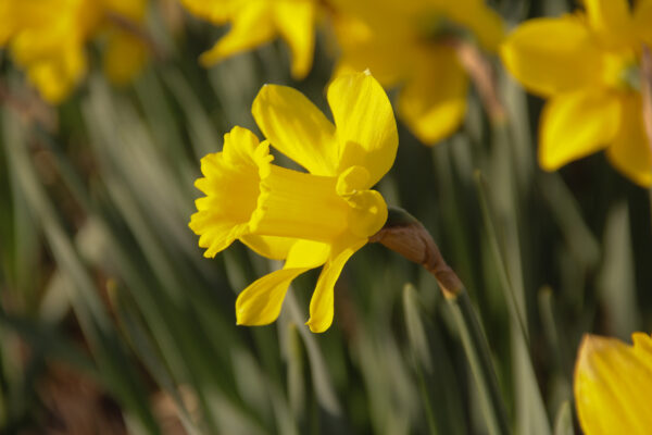 Narcissus 'King Alfred'